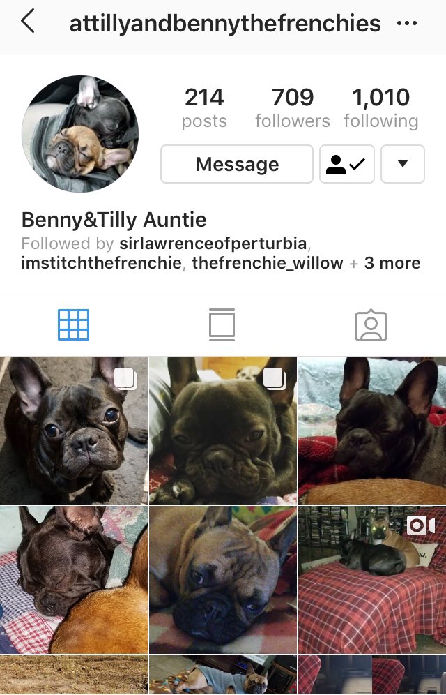 GrizCalderon's tweet photo. Follow our  Frenchies om Instagram @ attillyandbennythefrenchies https://t.co/mGGc6wf8gQ