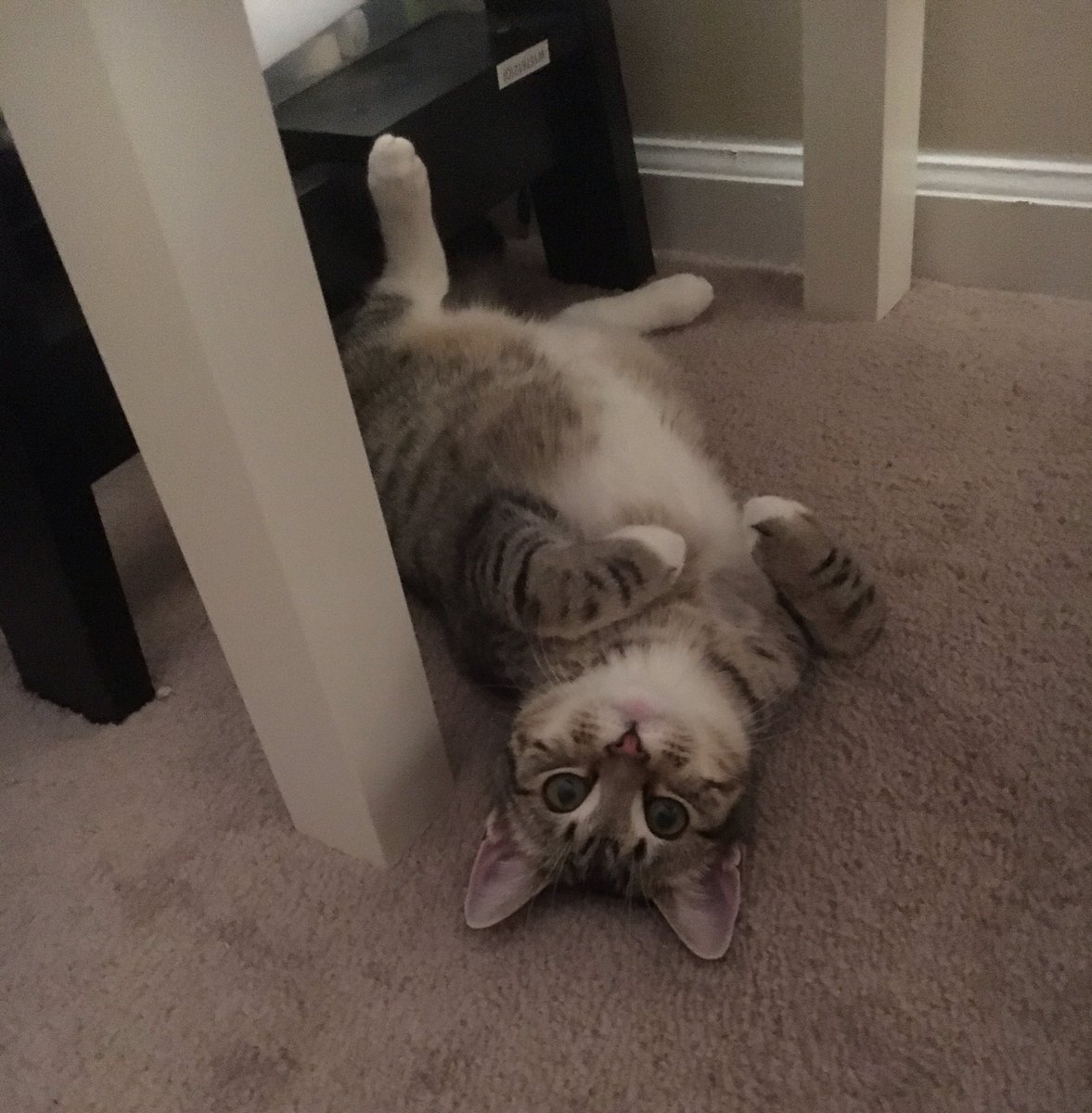 Litt1eR3d's tweet photo. His own little glow up 2017-2019 #handsomeboy #tinyweirdo https://t.co/RnfbGDX2JX