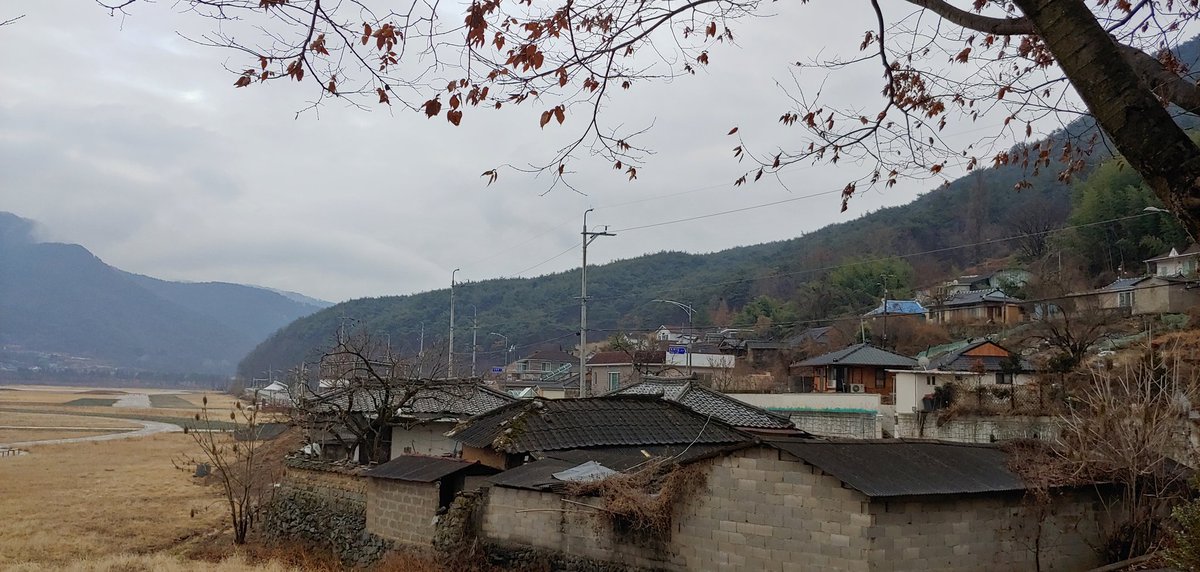 supsansa's tweet image. 소나무재선충병이 김해.창원을 초토화하고 밀양 시내 주변에 많아졌다.
달성 고속도로변에도 많아 졌다.
방제의지가 한풀 꺽인 탓인가?