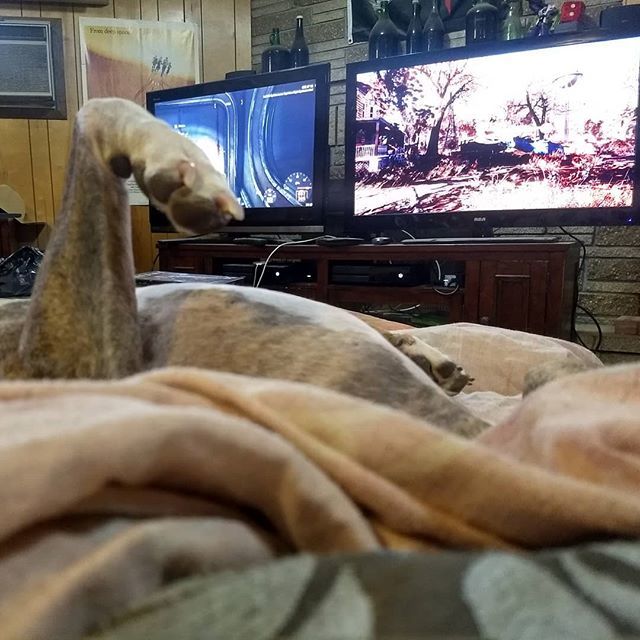 typodmary's tweet photo. Lazy Sunday, playing videogames (and crashing servers) with a 50lb lapdog https://t.co/MecDyASwYN