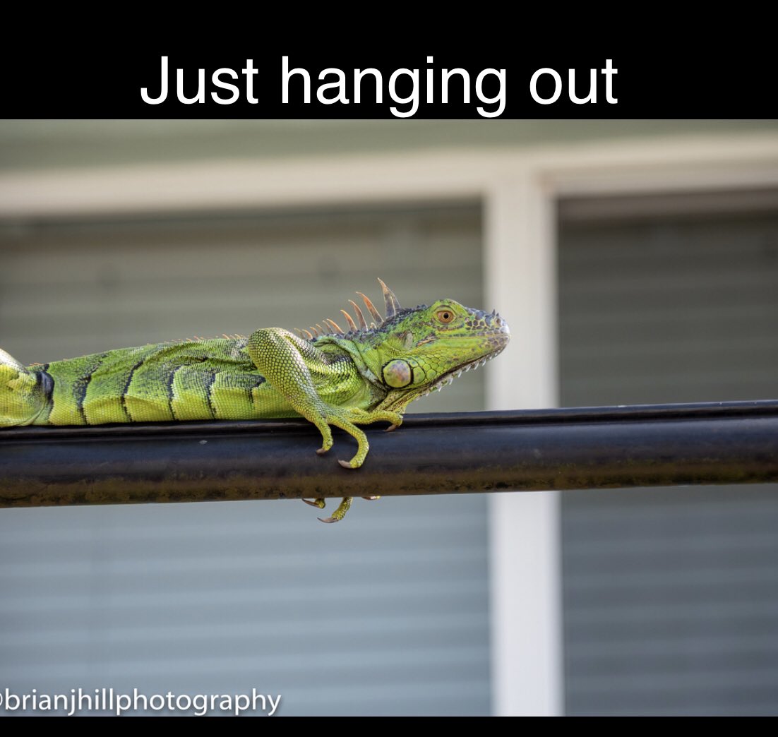 Just hanging out #iguanas #FortLauderdale #Florida