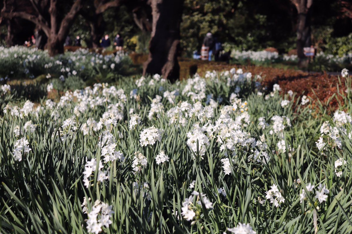 白花水仙 Hashtag On Twitter