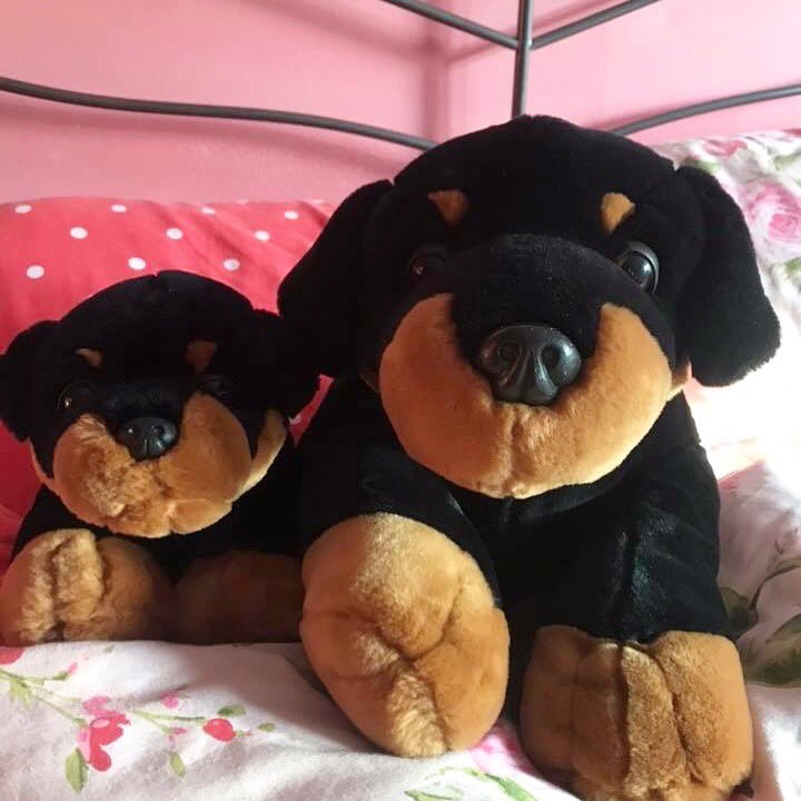 Barker and Woof Woof say hello 😍😍