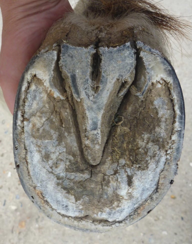 MacKinnon Products Hoof Wraps Brand (MacKinnonHorse) Twitter