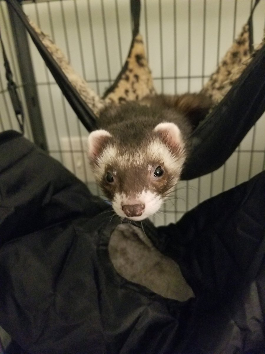 FerretMayCry's tweet photo. Baby, sunny, whiteface! https://t.co/3rcz4ajk4M