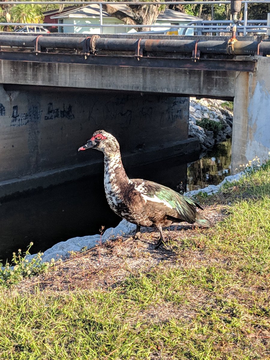 Vermicious Knid's photo on #Ducks