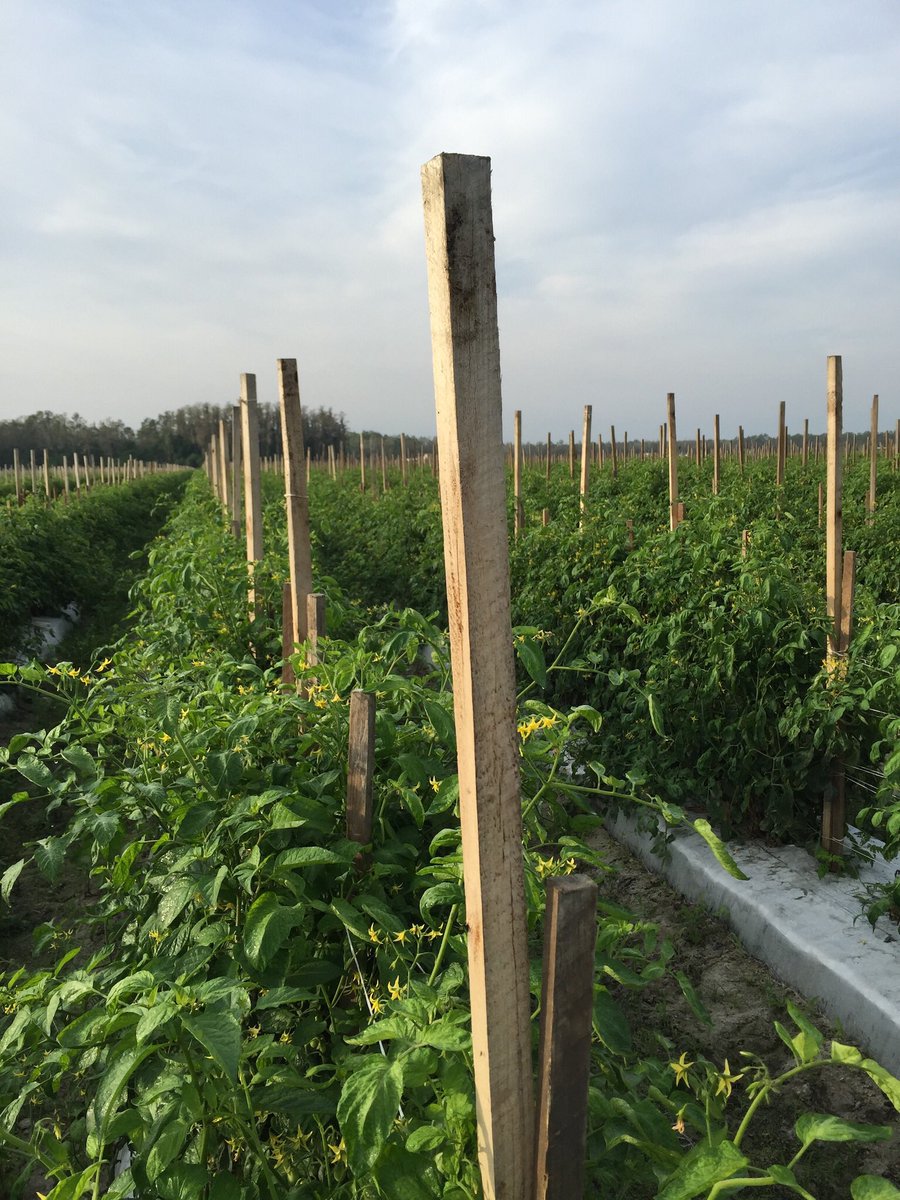 everstake's tweet photo. If you are looking for the best vegetable stakes on the market, look no further. EVERSTAKE HAS YOU COVERED. MADE FROM LEGALLY HARVESTED PLANTATION GROWN EUCALYPTUS. NATURALLY RESISTANT TO ROT, decay and insects. Any size and shape made to the farmers specs. Pointed and blunt end https://t.co/hVDpAJ6WfX