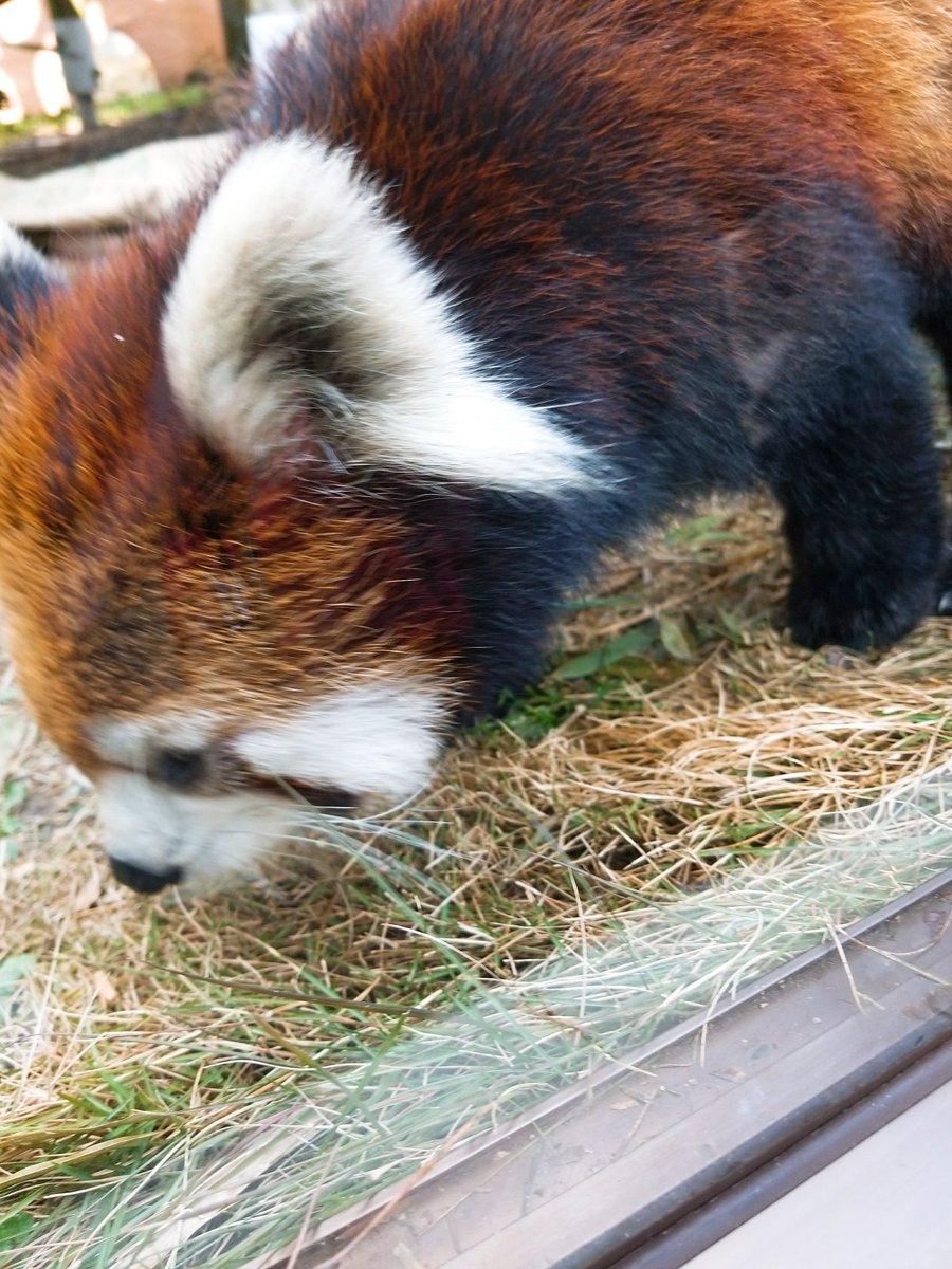 めたぼん ヴィタメール در توییتر 動物園でポケモン捕獲中 レッサーパンダモンスターボールで捕獲できないかなー ポケモンgo めたぼん ヴィタメール در توییتر 動物園でポケモン捕獲中 レッサーパンダモンスターボールで捕獲できないかなー ポケモンgo