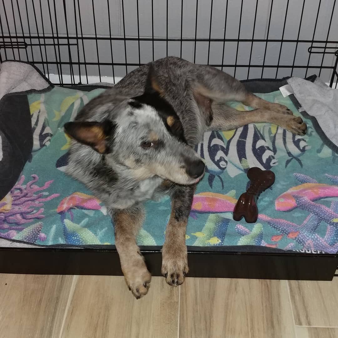 Say hello to Tico, our newest cover star! He’s very happy in his new home and very chill - just like his owners! #AustralianCattleDog