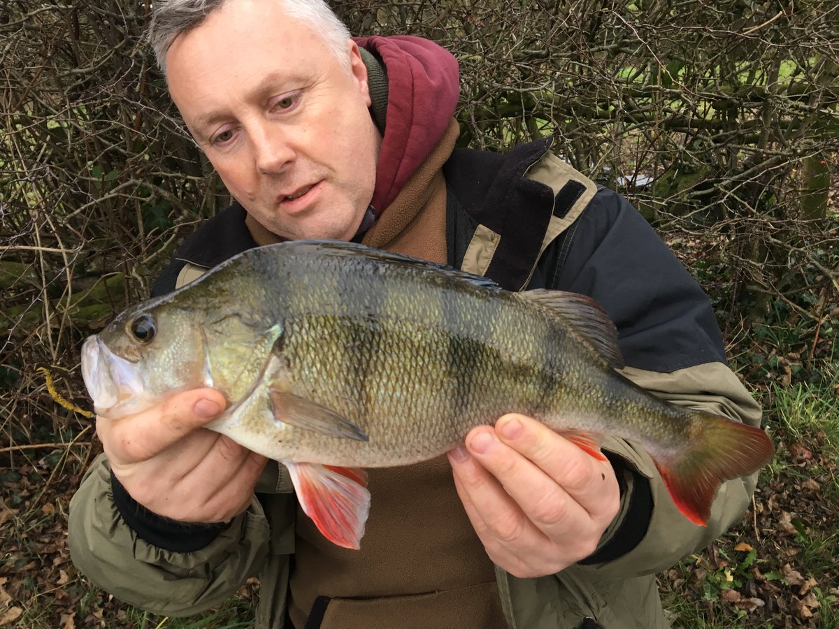 FC founder Kieron Axten had a great day drop-shotting on the Staffs &amp; Worcester canal yesterday with several pike and perch topped by this 2lb plus specimen. fishcaptures.com/index.php?page…