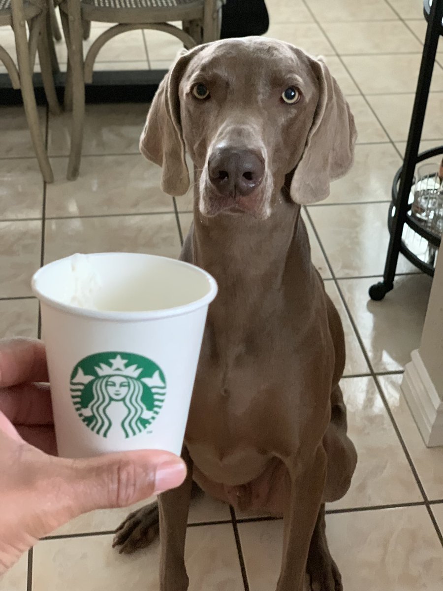 HumbleBrag310's tweet photo. This is the “Gimmie the damn Puppachinno” face🤣. #Weim #dogs #Weimarainer https://t.co/pTKt5SOckB
