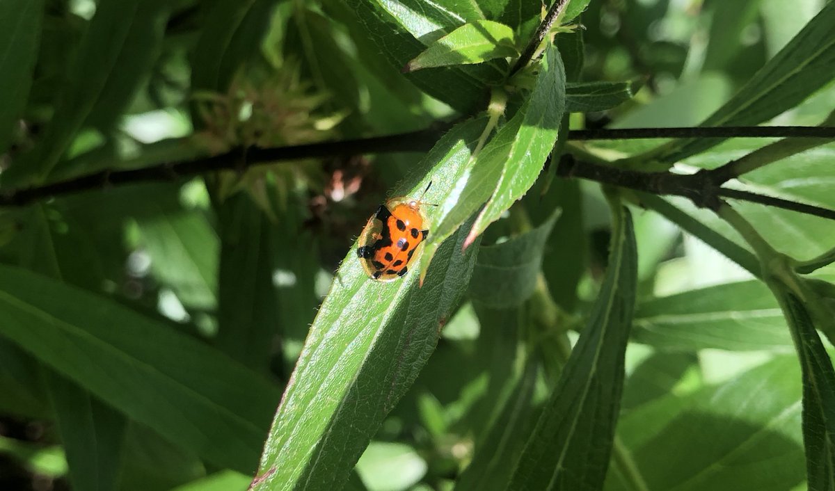 Tortoise beetle