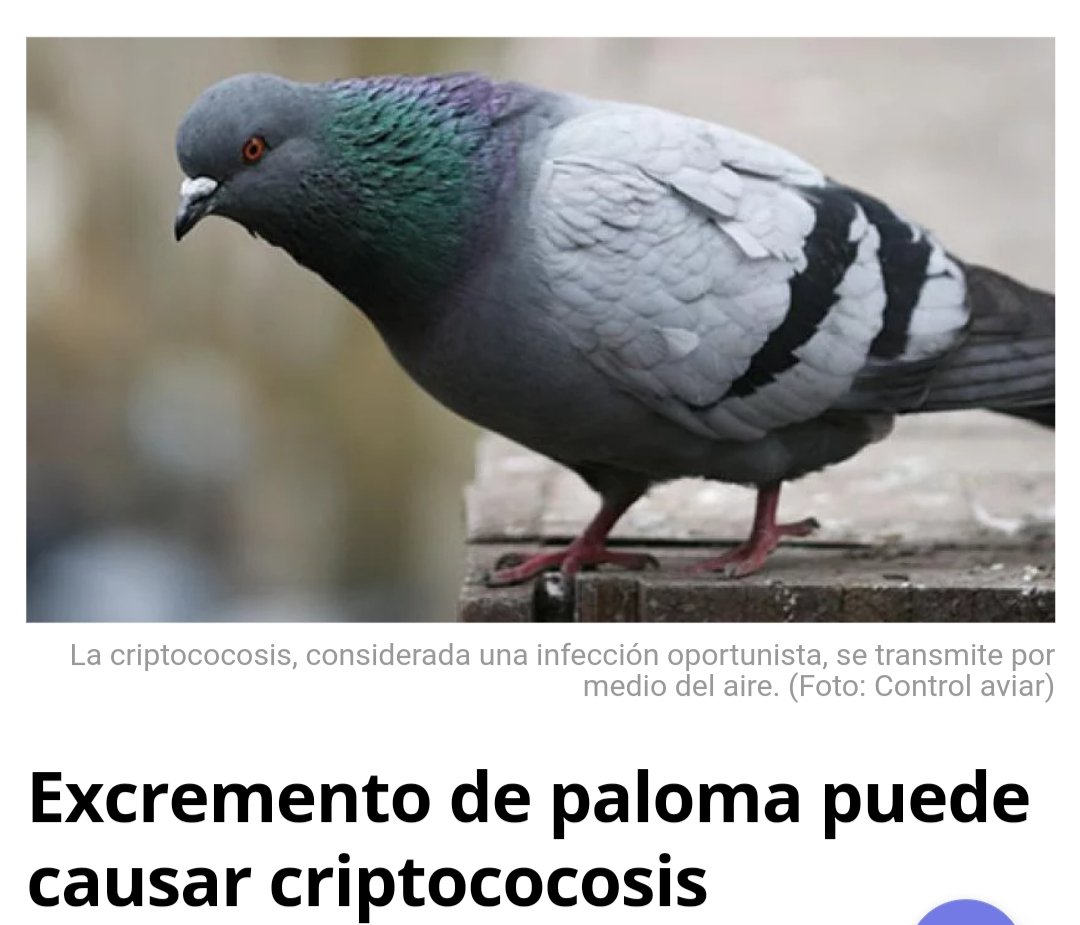 controldeplagas's tweet image. ¿Problemas con #Palomas? #Criptococosis
Estamos a sus órdenes. Su #salud es lo más importante. 
Link ➡️ 💻📱 elbotiquin.mx/medicina-gener…