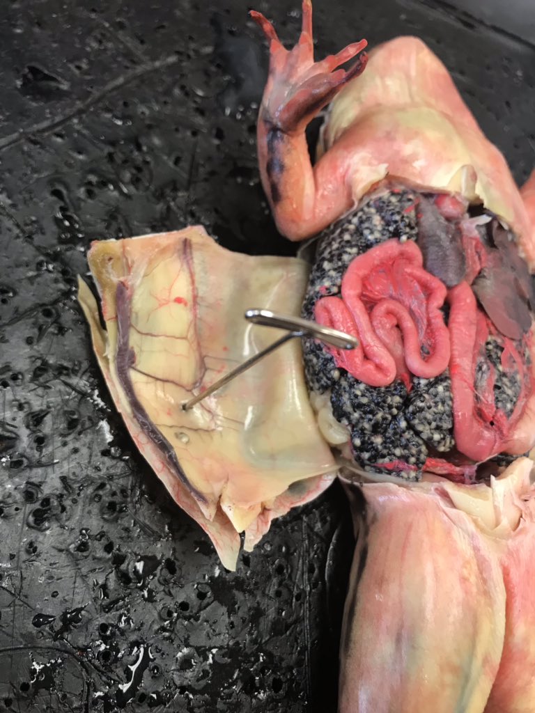 Frog dissection anyone? #science #scineceteacher #biologyteacher #teachersoftwitter #twitterteachers #pdsb #yrdsb