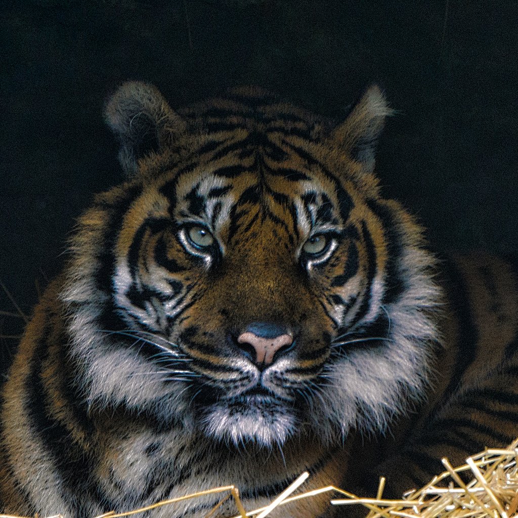 synectics's tweet photo. Tiger - 2nd Attempt, my new picture on #Flickr https://t.co/jlabqqWwUO #Photography https://t.co/CbLkQKgviq