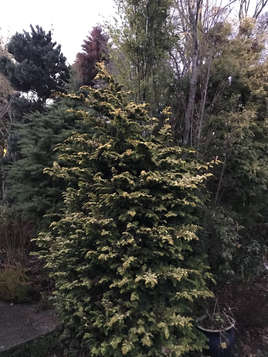 @darkskyseattle @StBrianAerial @JohnBarentine @EddieLyons3 @RASC_LPA @DianaEverglades @IdaPinal @rasc @IDADarkSky Sometimes you may wonder why someone would plant so many dense evergreens in their yard.  I am blocking out an over-bright light that shines in my living room and bedroom 24/7. It was the only option left-my Dogs remove/dirty anything I put over the front windows #LightTrespass