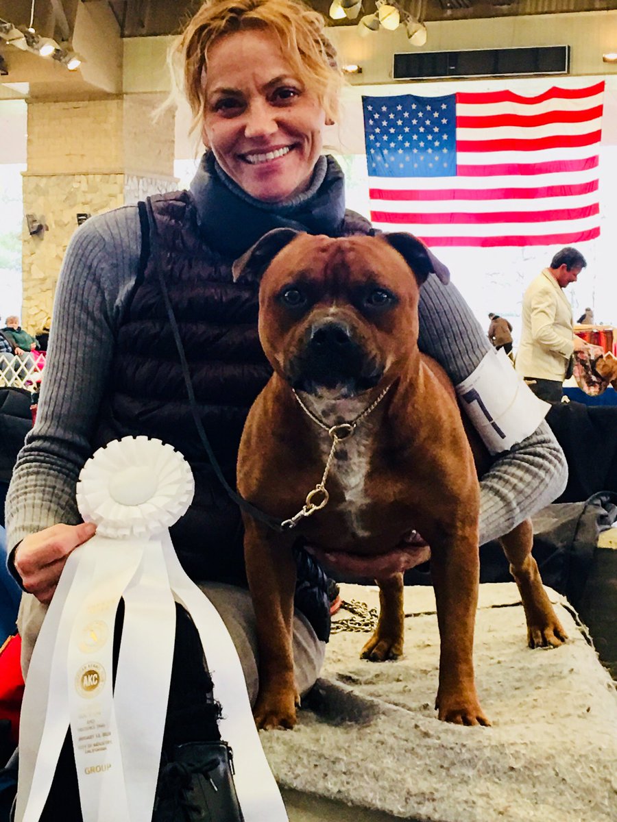MyStaffords's tweet photo. There you go Ezra! Ended the weekend with BOB both days and a Group 4! #staffordshirebullterrier #LBKC #machusi #judael #jonestownx #thisisAKC #Showdog https://t.co/IKHDt8YCMs