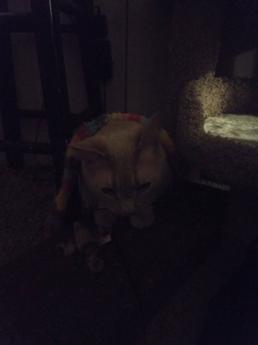 GarfMic's tweet image. De hecc hooman?