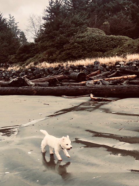 Macduff Austin-Chester tweet media