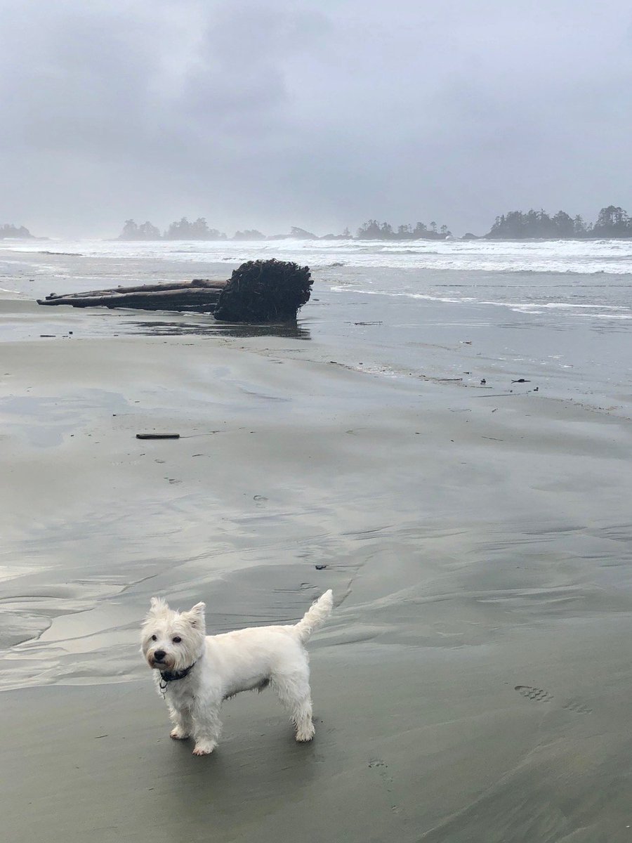 Macduff Austin-Chester tweet media