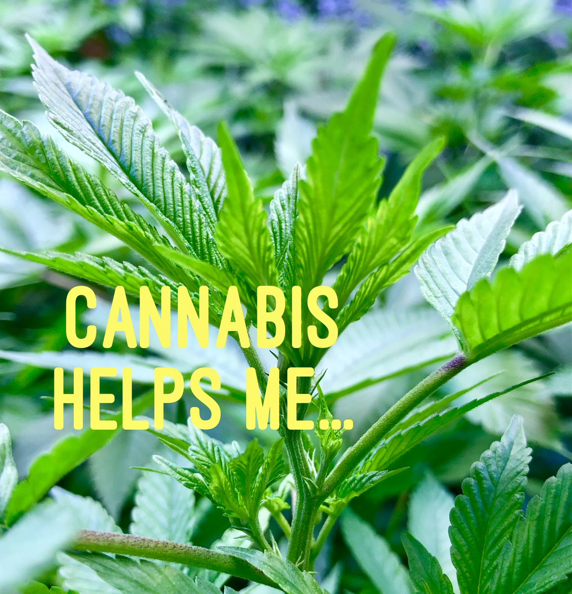 hopegrown's tweet photo. RT if cannabis has improved your quality of life. Let us know how it helps! #CannabisHelpsMe... 💚#hopegrown https://t.co/vwvSP3fPWQ