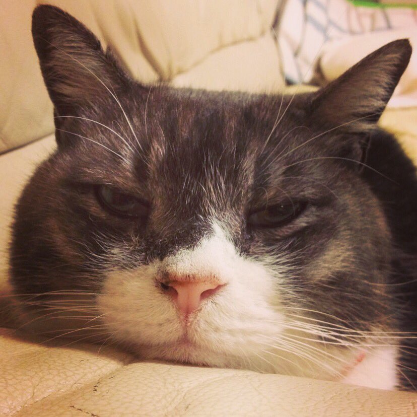 ヲナキ ヲナキさんの守護霊は猫です あなたの肩にいますね あなたの守護霊に会ってみた T Co W6ppuz5hy1 チャッピー お前そんなとこにいたのか T Co F5uhjjzrkc Twitter ヲナキ ヲナキさんの守護霊は猫です あなたの肩にいますね あなたの守護霊に会ってみた T Co W6ppuz5hy1 チャッピー お前そんなとこにいたのか T Co F5uhjjzrkc Twitter
