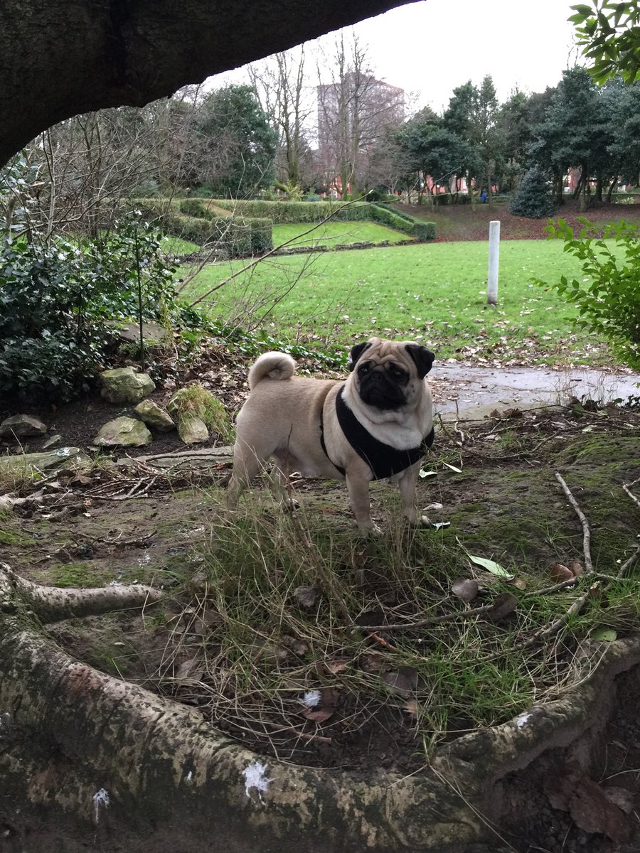 pixie_pug's tweet image. Me being nosy #Pug #puglove #nosy