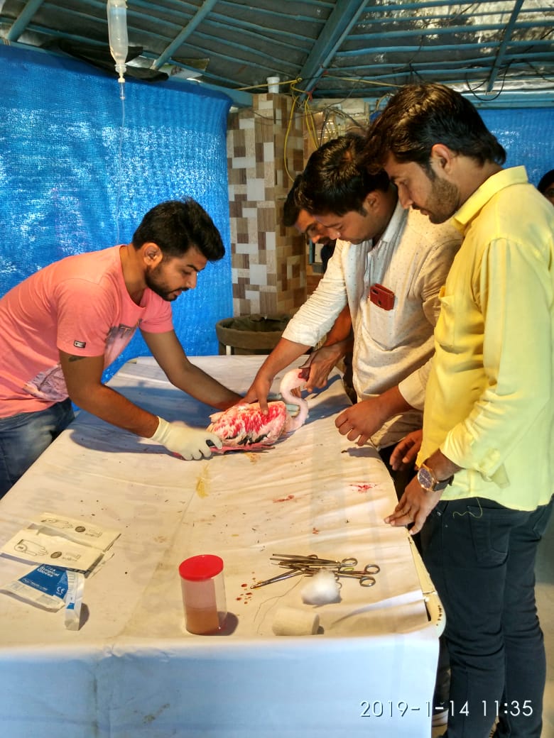 SOCIAL FORESTRY CIRCLE RAJKOT (@circlerajkot) on Twitter photo 