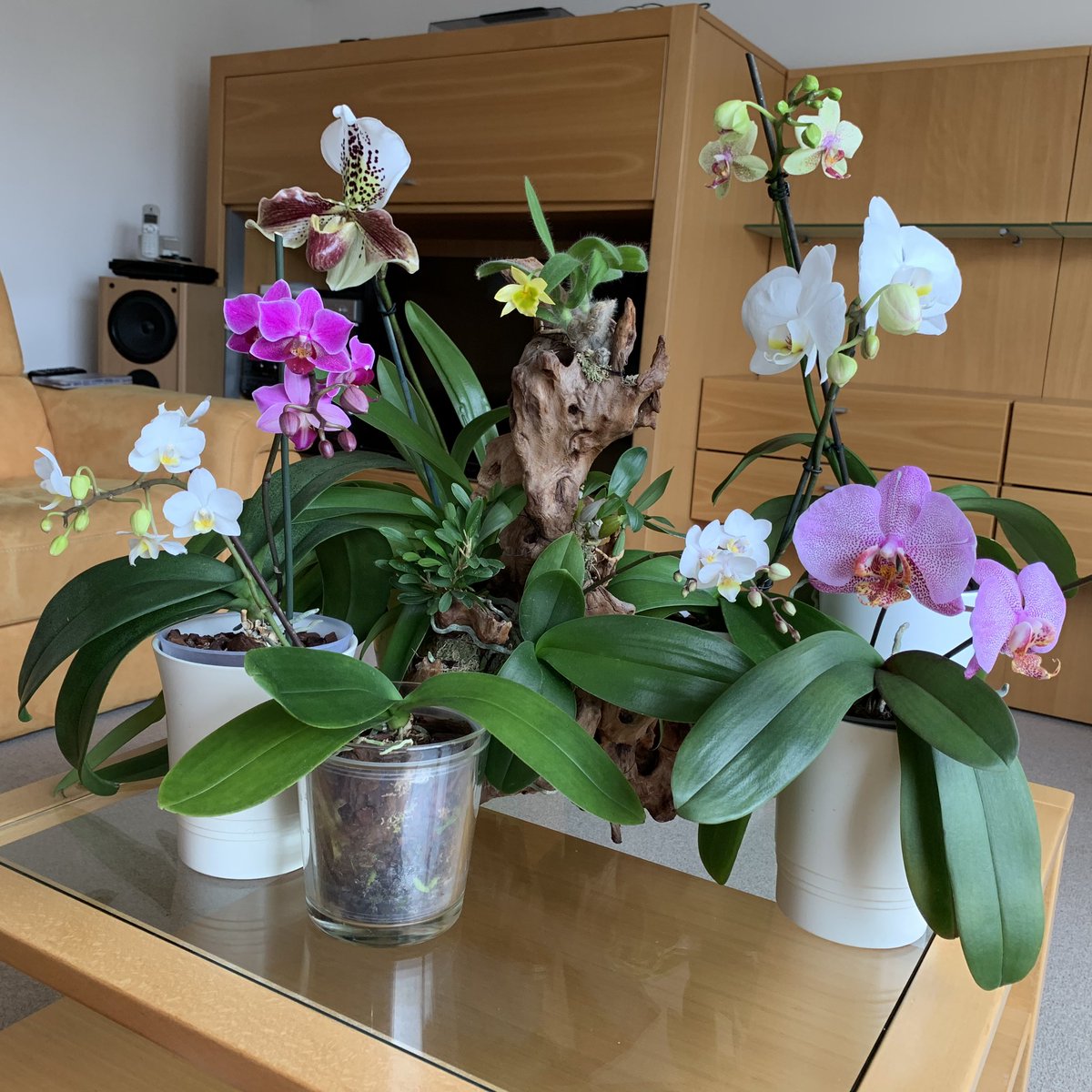 Some if my orchids 💗 Have a nice week everybody! #orchids #orchidées #loveorchids #flowers  #orchidaceae #happy