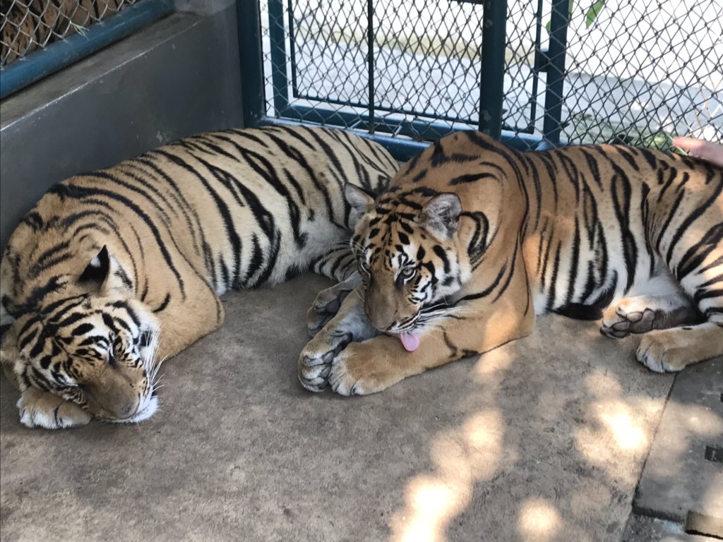 マサ ヴェルディ Twice 新生児 子虎 若虎に続き 1歳以上の成虎 後ろ足や尻尾を持っても今迄とは重みが違う 迫力が出てきた 武井壮じゃないケド このサイズだと もう素手では勝てないな 笑 Tigerparkpattaya Adulttiger Socute Medium