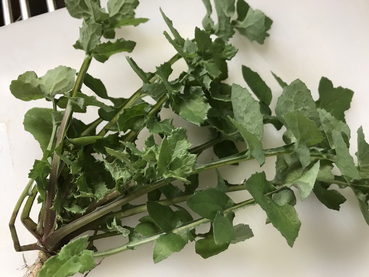 たなかみのり 春の七草の草がいくつか庭に生えてるので 摘んで食べようかと思っている 1枚目は ホトケノザのつもり どなたか同定される方いらっしゃいませんか 七草 コオニタビラコ たなかみのり 春の七草の草がいくつか庭に生えてるので 摘んで食べようかと思っている 1枚目は ホトケノザのつもり どなたか同定される方いらっしゃいませんか 七草 コオニタビラコ