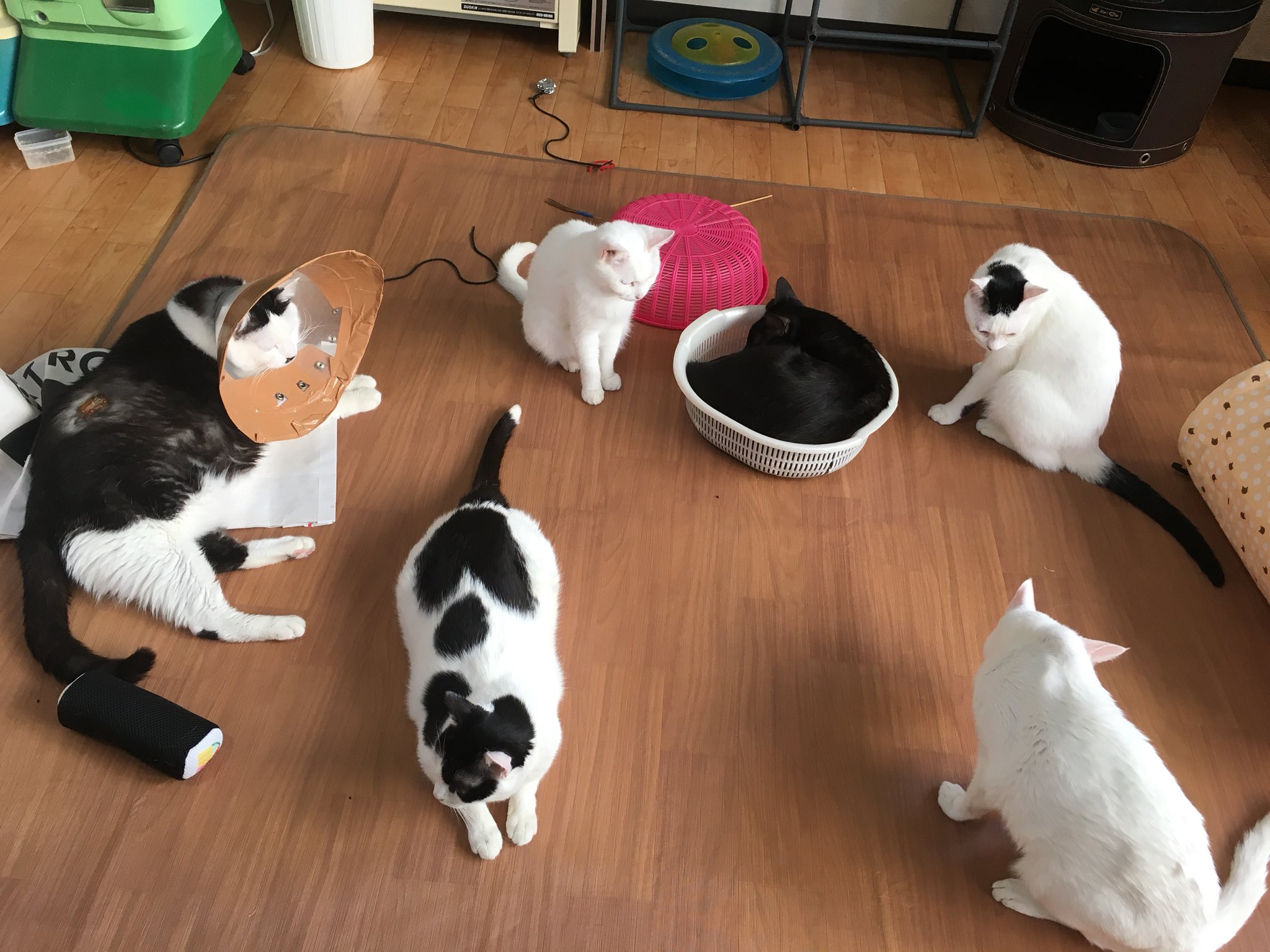 توییتر はるママ さん は付けなくていいよ در توییتر ぬこ様成分補給ちう いつもの猫カフェでまったり30分コース 小倉猫茶屋 マッシュは眠たいから静かにしてる T Co Qn45cdc4zy