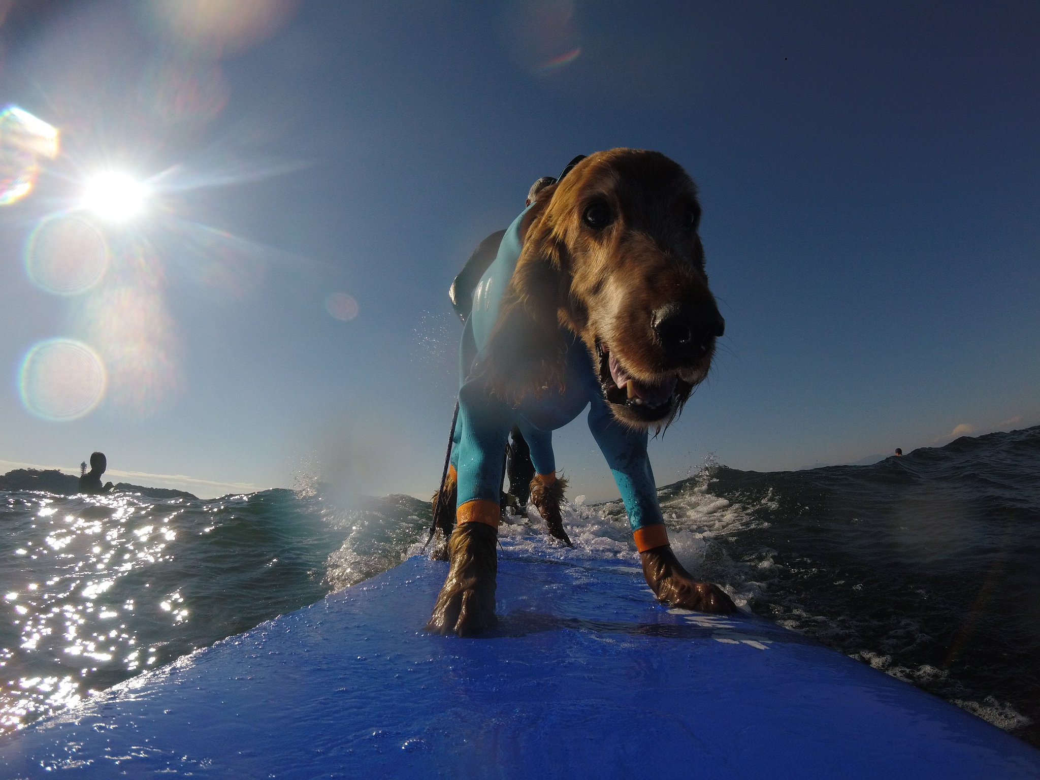 Surfdog Auf Twitter 1月14日のハッピータンデムサーフィン サーフィン犬 ドッグサーファー サーフドッグ サーファー犬 ドッグサーフィン タンデムサーフィン 波乗り犬 鵠沼海岸 Pino アイリッシュセター Irishsetter Surfdog Surfingdog Surfingdog