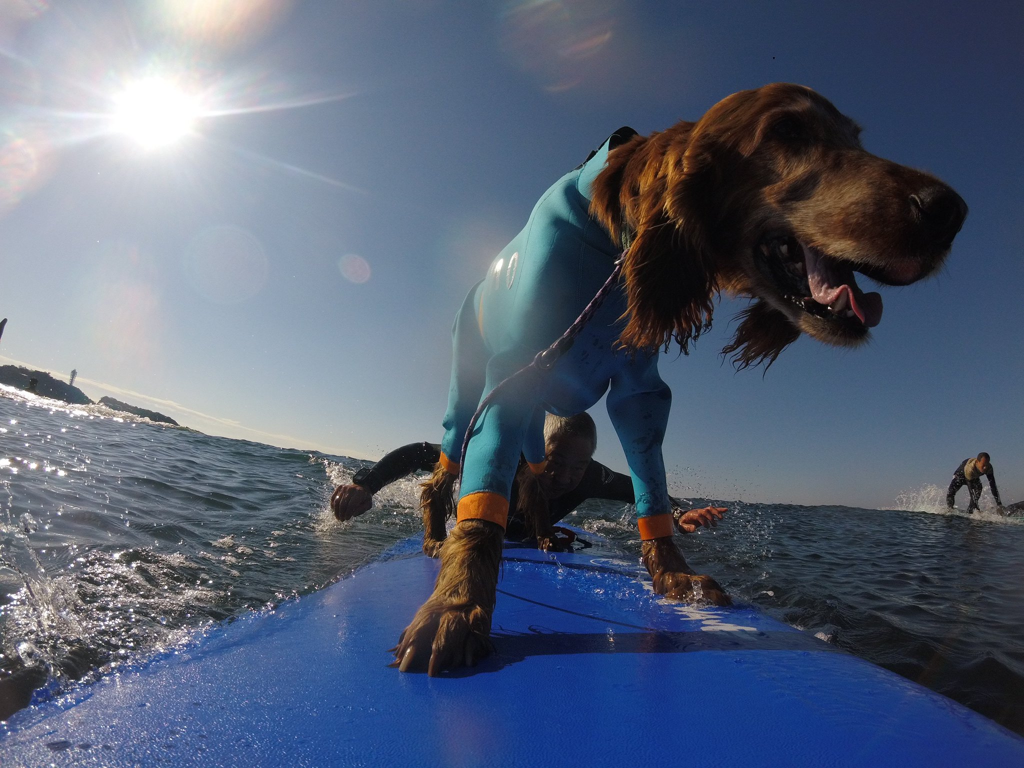 Surfdog Auf Twitter 1月14日のハッピータンデムサーフィン サーフィン犬 ドッグサーファー サーフドッグ サーファー犬 ドッグサーフィン タンデムサーフィン 波乗り犬 鵠沼海岸 Pino アイリッシュセター Irishsetter Surfdog Surfingdog Surfingdog
