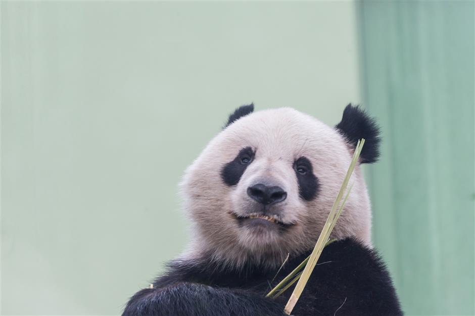 Giant #panda Xing Er will leave the Shanghai Zoo, where he has lived for nearly three years, and return to Chengdu in southwest China’s Sichuan Province tomorrow.The 5-year-old’s new home will be the Chengdu Research Base of Giant Panda Breeding.