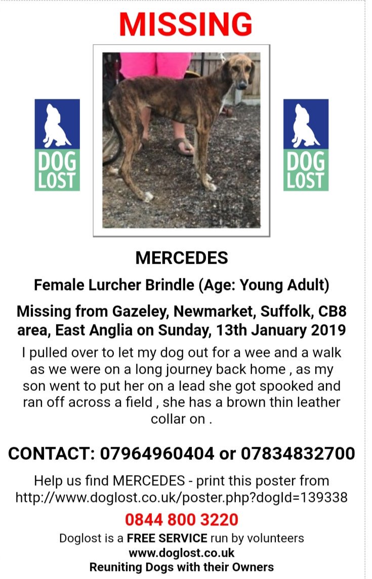 🐕 #lurcher MERCEDES owner pulled over to let her out for a wee and a walk and she got spooked and ran off across a field and hasn't been seen since.
She has a brown thin leather collar on.
#lost 13 Jan
#Gazeley, #Newmarket, #Suffolk
#CB8
#MISSINGDOG
#ScanMe