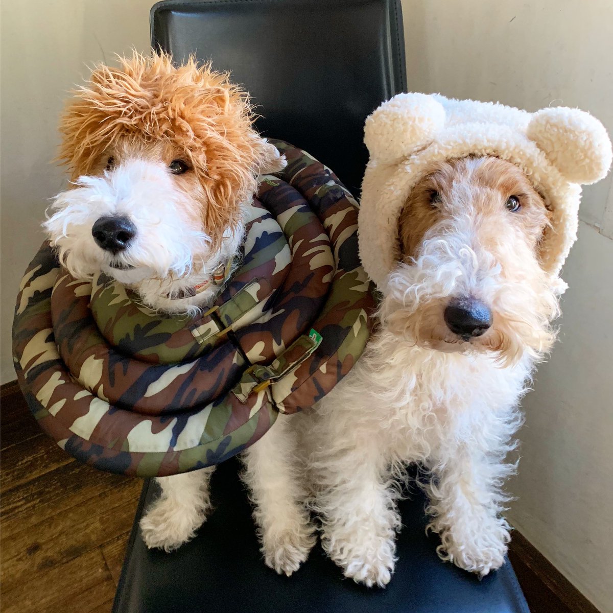 cafematecafe's tweet photo. きょうも 楽しかったです❣️
べんべん🐝のエリカラは
明日取れそうです😊
#wirefoxterrier #ワイヤーフォックステリア https://t.co/4Z7JXJDSz1