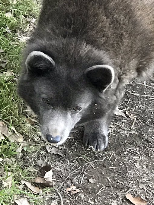 矢切の渡しのtwitterイラスト検索結果