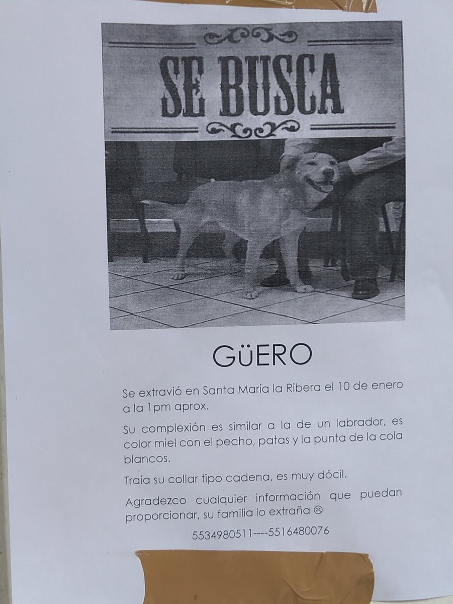 Centauro2611's tweet photo. se busca a Güero @PerrunosSantaMa @StaMaRibSegura @yoamosantamaria @stamalaribera @PrrosPerdidosMX @sebuscaCdMx @lostanimalsdf @Perrito_perdido @MascotasSismo @Gm5Mascotas @ExtraviaDog https://t.co/ZA6ESSzUL5