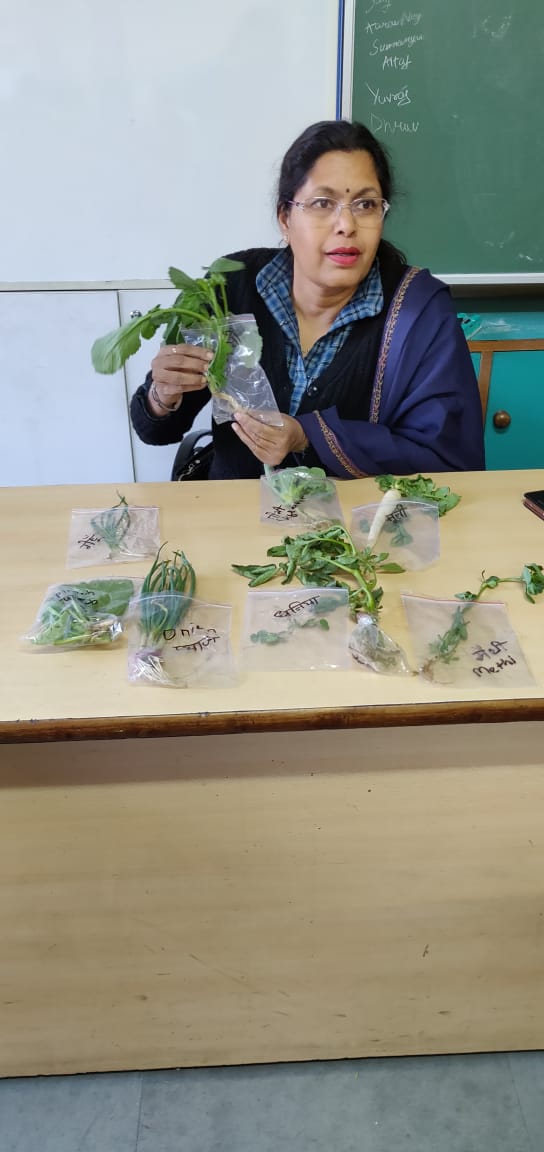 SunitaS45385032's tweet photo. Stretching farm to the class showing #typesof #roots @ahlconintl @ncert @VigyanPrasar @NicholasEneche @educationweek @USDA #plants are #important and need to #grow https://t.co/HOPTmUbinJ