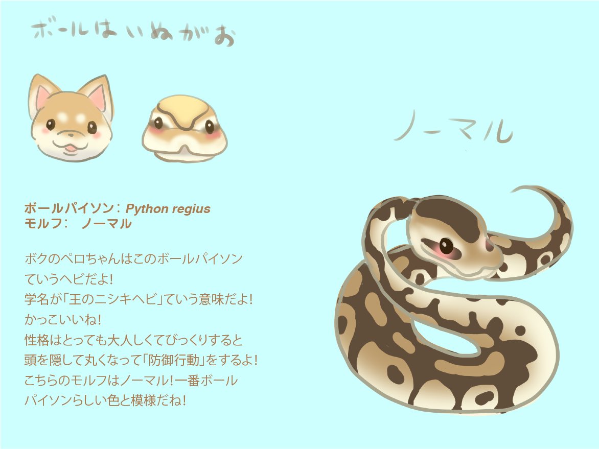 なぺろどん Napelodon Reptiles Twitterren 今日のモルフ モルフってゆうのは色や模様の種類のことだよ 爬虫類にはいろんなモルフがいるんだ 爬虫類好きさんと繋がりたい 爬虫類 ボールパイソン なぺろどん ピグパ なぺろどん Napelodon Reptiles Twitterren 今日のモルフ モルフってゆうのは色や模様の種類のことだよ 爬虫類にはいろんなモルフがいるんだ 爬虫類好きさんと繋がりたい 爬虫類 ボールパイソン なぺろどん ピグパ
