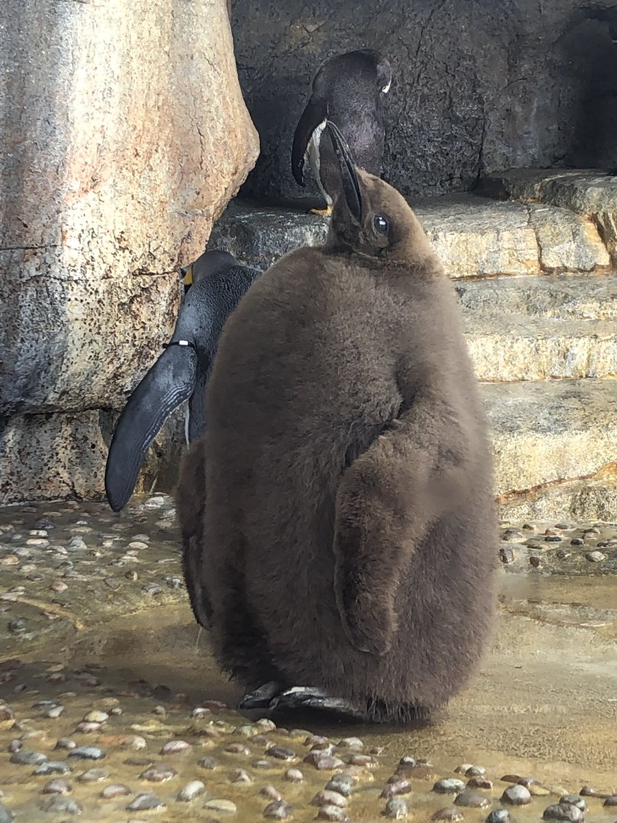 大きすぎるペンギンのひなが話題 モフモフなのはあと数週間