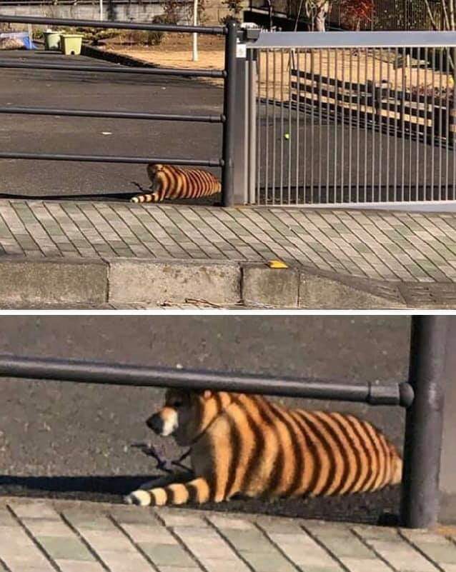 Fibutton's tweet image. Eeek!!... 

Oh. 😂🐯 #Tigers #dogs #doglovers