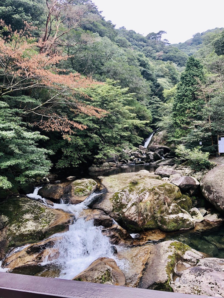 SAC_Author's tweet photo. In Yakushima, the World Heritage Site island off the coast of Kyushu in the far south of Japan, hiking the ancient cedar forests. There are worse ways to spend a day. #Yakushima #Unesco #worldheritagesite #hiking https://t.co/tCLuWntd9g