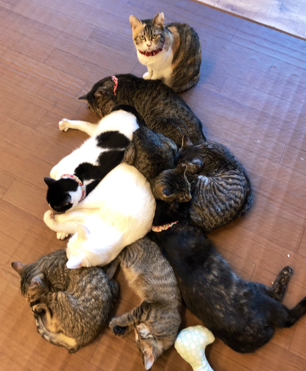 O Xrhsths 保護猫カフェねこかつ 川越 大宮日進 Sto Twitter ねこかつトライアングルの頂点は たすき さん 川越 ねこかつ 保護猫 保護猫カフェ 川越 日進 里親募集 O Xrhsths 保護猫カフェねこかつ 川越 大宮日進 Sto Twitter ねこかつトライアングルの頂点は たすき さん 川越 ねこかつ 保護猫 保護猫カフェ 川越 日進 里親募集