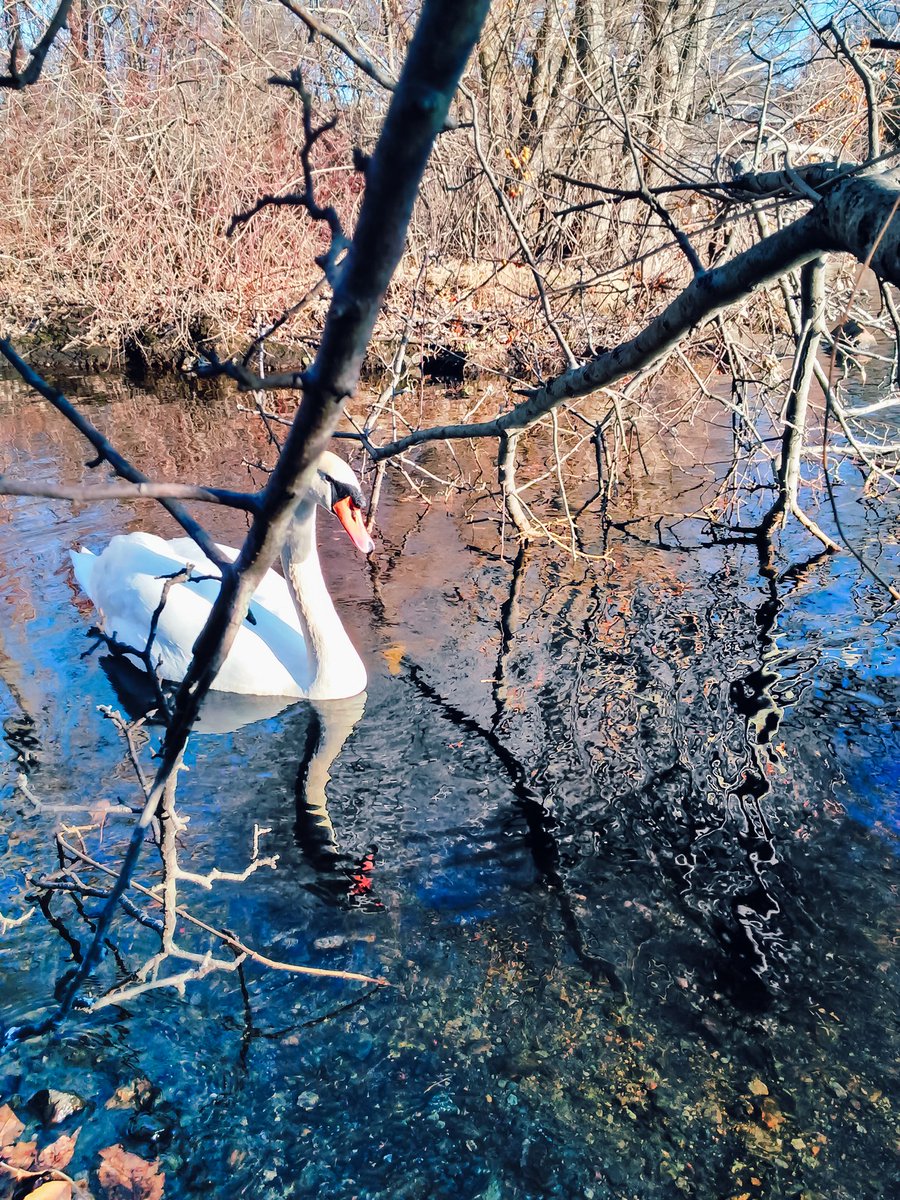 europabridge1's tweet photo. Haven't been tweeting as many photos due to busting my brain cells on my novel and screenplay. But here's Cecil from the other day looking fine ... #swan #amwritingfiction ✍ #amwritingscreenplays https://t.co/mTUD00uGPk