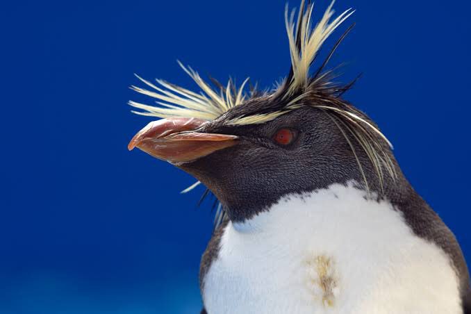 Twitter 上的 白くま 起きたら前髪がイワトビペンギンみたいになっていた 画像はイメージです T Co Hbjg3pmbcp Twitter