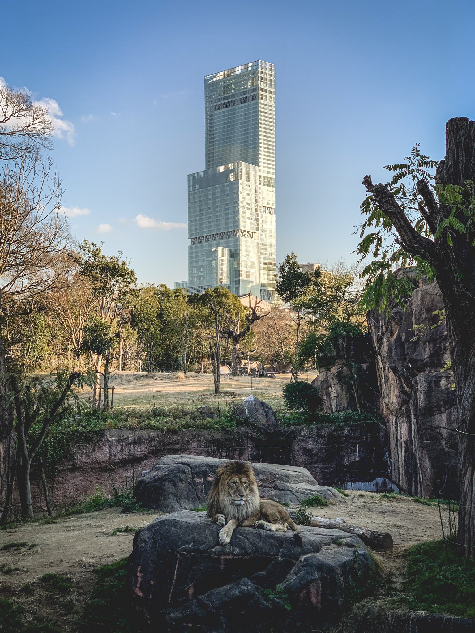 大阪の天王寺動物園から あべのハルカス を見上げると 人類滅亡後 感がハンパないw 大阪の天王寺動物園から あべのハルカス を見上げると 人類滅亡後 感がハンパないw