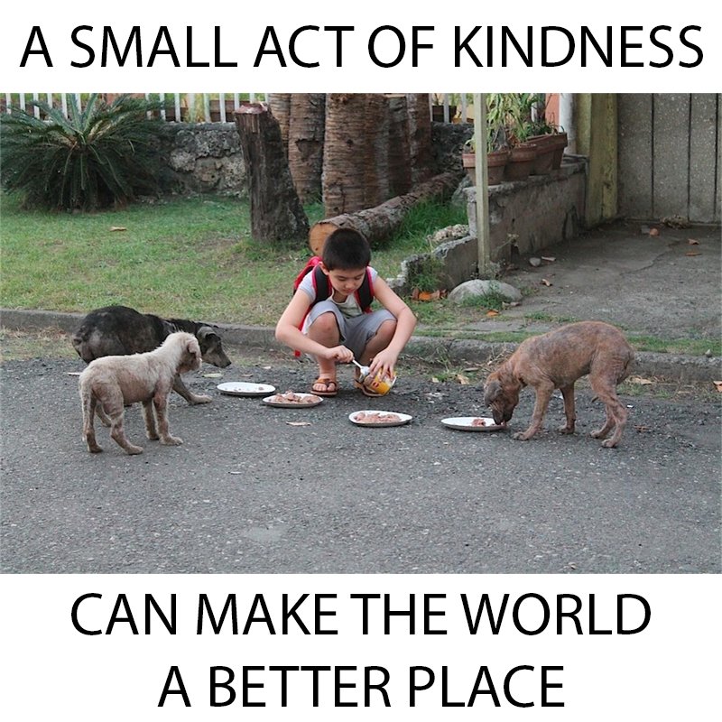 Then, let's make the world a better place!

#pets #animals #dogs #cats #cutecats #cutepetclub #cutedogs #cuteanimals