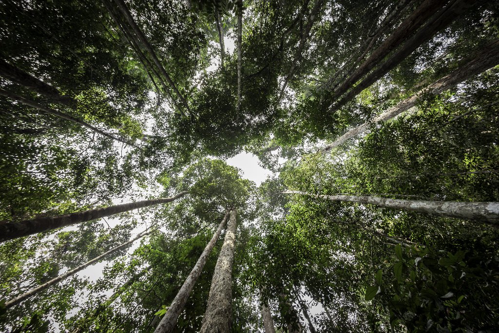 Het is de week van de Circulaire Economie! FSC presenteert de grootste circulaire fabriek 🌳. Inmiddels is ruim 200 miljoen hectare bos wereldwijd FSC-gecertificeerd. #Bos #DuurzaamHout #Circulair #ForestsForAllForever